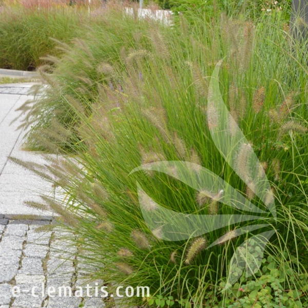 Pennisetum alopecuroides Hameln.webp