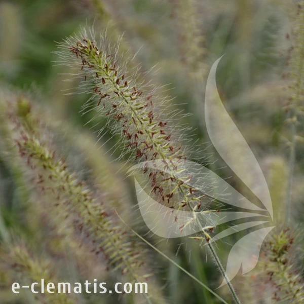 Pennisetum alopecuroides Hameln 1.webp
