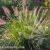 Pennisetum alopecuroides Natioal Arboretum 1.webp