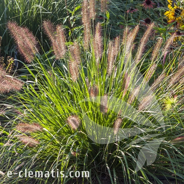 Pennisetum alopecuroides Natioal Arboretum 1.webp