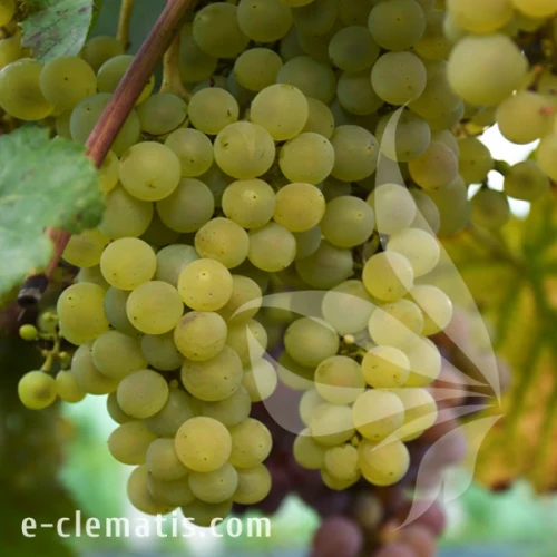 Vitis Primavera.webp