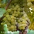 Vitis Primavera.webp