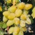Vitis Chryzolit.webp