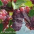 Vitis Sommerset Seedless.webp