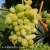 Vitis Remaily Seedless.webp