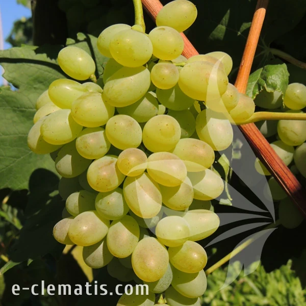 Vitis Remaily Seedless.webp