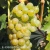Vitis Felicia.webp