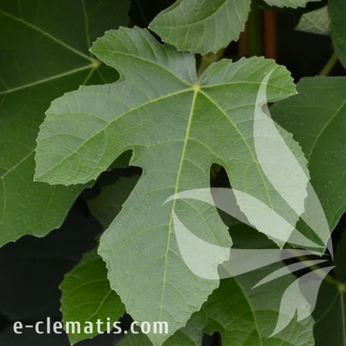 Ficus carica Brown Turkey 1.webp