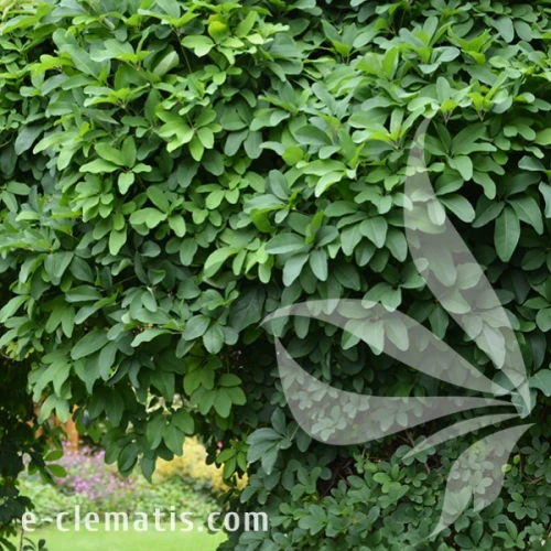 Akebia quinata 1.webp