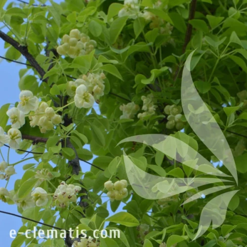 Akebia quinata Alba 1.webp