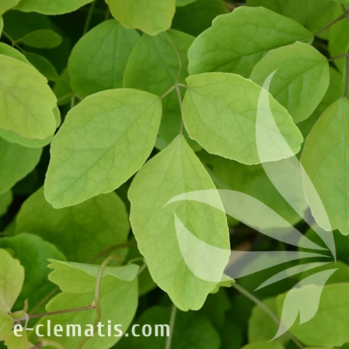 Akebia trifoliata 1.webp