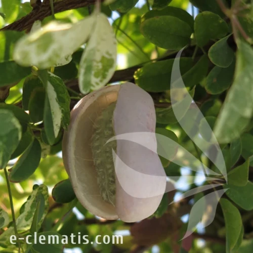 Akebia quinata Variegata 2.webp