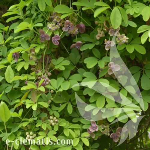 Akebia quinata Silver Bells 1.webp