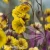 Geum Golden Joy.webp