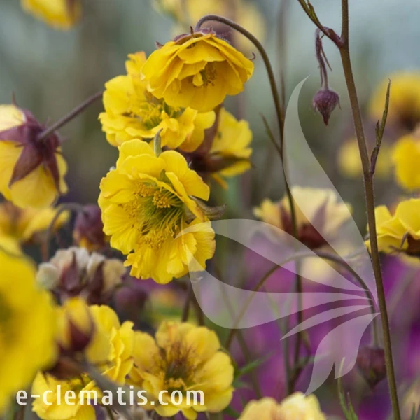 Geum Golden Joy.webp