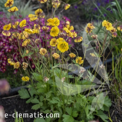 Geum Golden Joy 1.webp