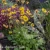 Geum Golden Joy 1.webp