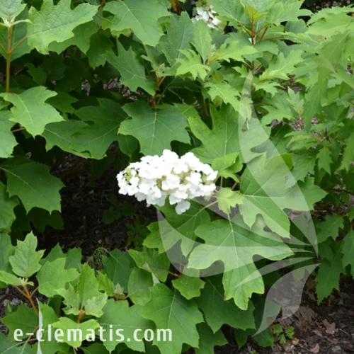 Hydrangea quercifolia Alice 1.webp