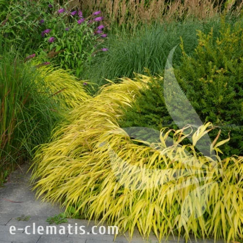Hakonechloa macra All Gold 1.webp