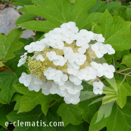 Hydrangea quercifolia Sike's Dwarf.webp