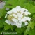 Hydrangea quercifolia Sike's Dwarf.webp