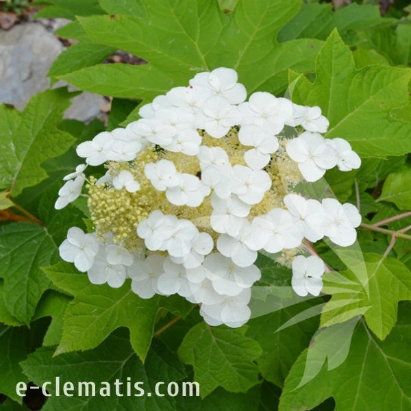 Hydrangea quercifolia Sike's Dwarf.webp