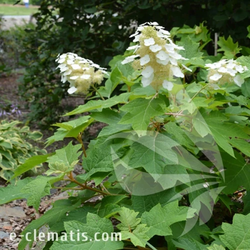 Hydrangea quercifolia Sike's Dwarf 1.webp