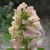 Hydrangea quercifolia Black Porch.webp