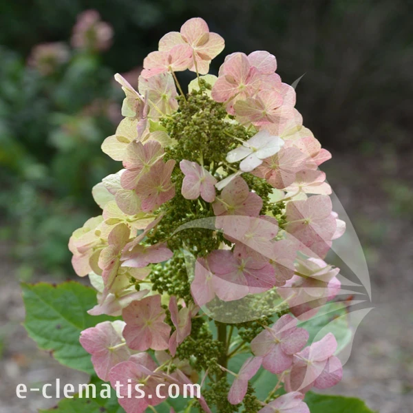Hydrangea quercifolia Black Porch.webp
