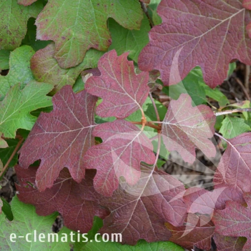 Hydrangea quercifolia Black Porch 1.webp
