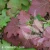 Hydrangea quercifolia Black Porch 1.webp
