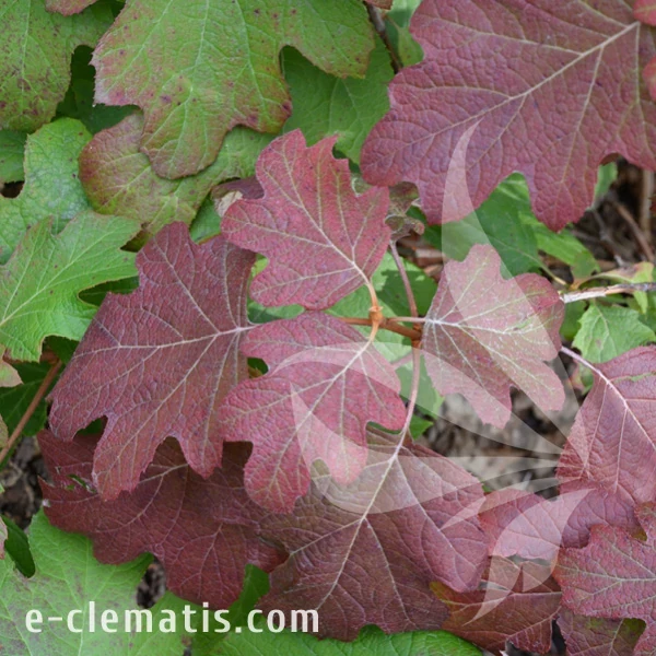 Hydrangea quercifolia Black Porch 1.webp