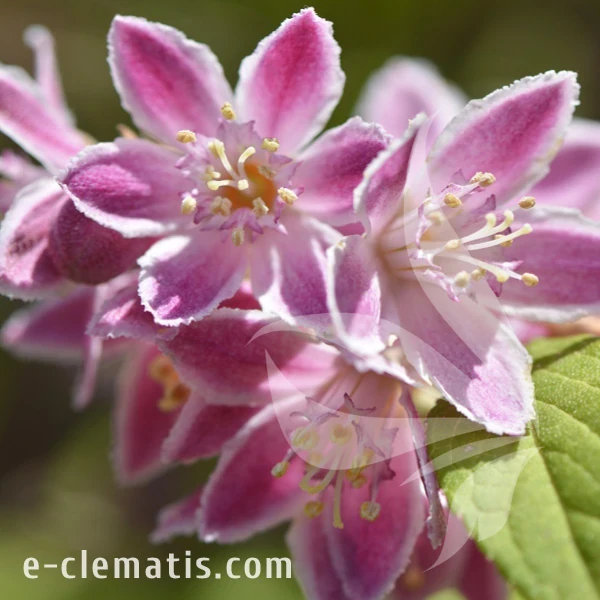Deutzia hybrida Stawberry Fields.webp