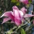 Magnolia Galaxy.webp