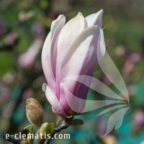 Magnolia George Henry Kern.webp