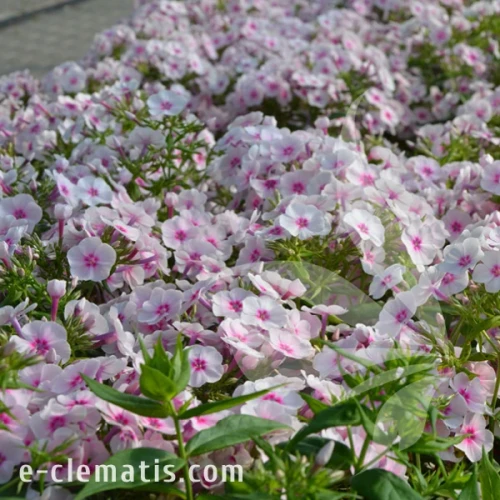 Phlox paniculata FLAME PRO SOFT PINK 1.webp