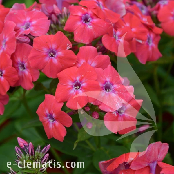 Phlox paniculata FLAME PRO CERISE.webp