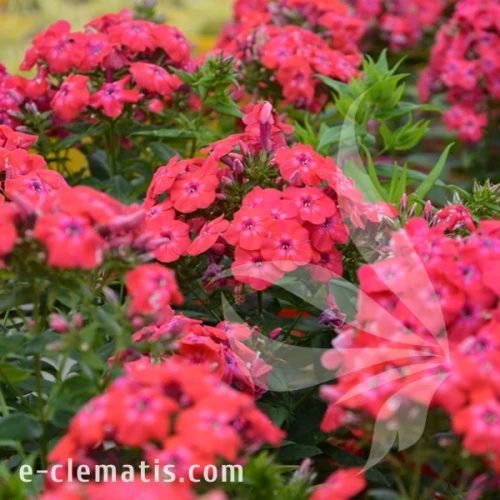 Phlox paniculata FLAME PRO CERISE 1.webp