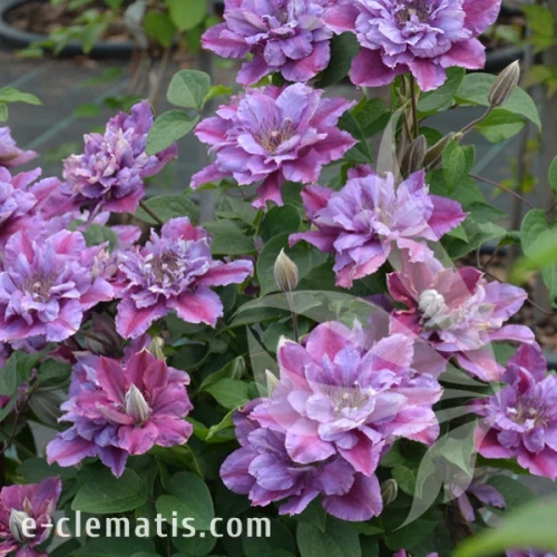 Clematis Birthday Girl 1.webp