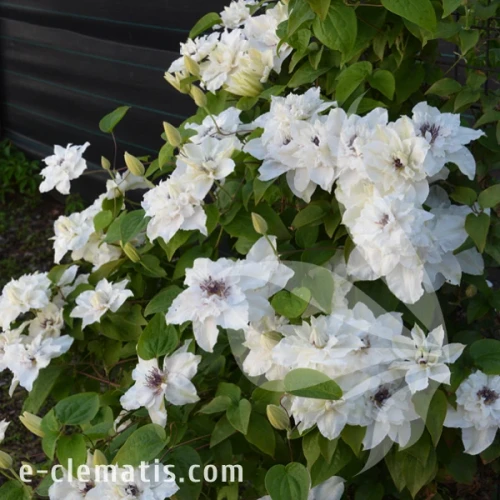 Clematis First Light 1.webp
