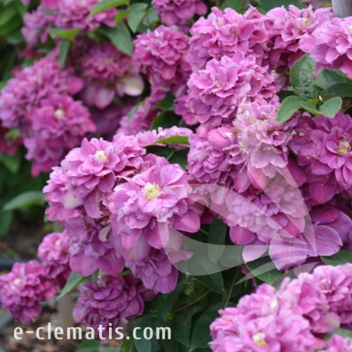 Clematis Hot Kisses 1.webp