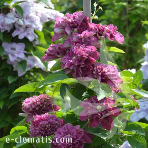 Clematis Hot Love 1.webp