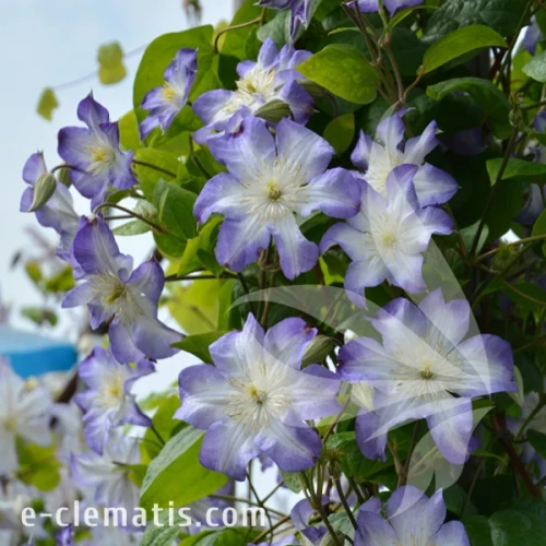 Clematis Jan Karski 1.webp
