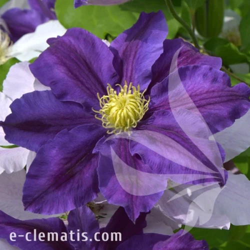 Clematis Lavender Beauty.webp