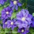 Clematis Lavender Beauty 1.webp