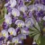 Wisteria floribunda Murasaki Noda.webp