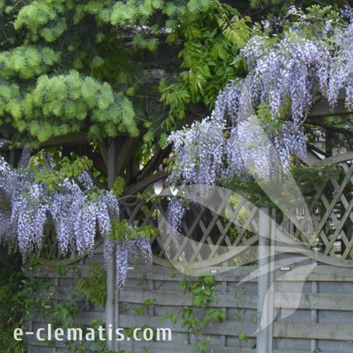 Wisteria floribunda Murasaki Noda 1.webp