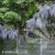 Wisteria floribunda Murasaki Noda 1.webp