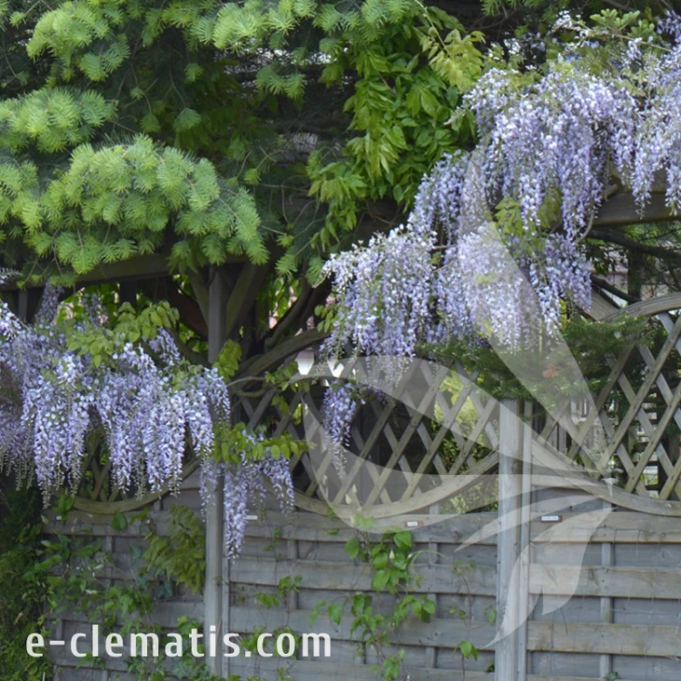 Wisteria floribunda Murasaki Noda 1.webp