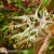 Oxydendrum arboreum.webp
